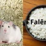 Imagem PreCarregada