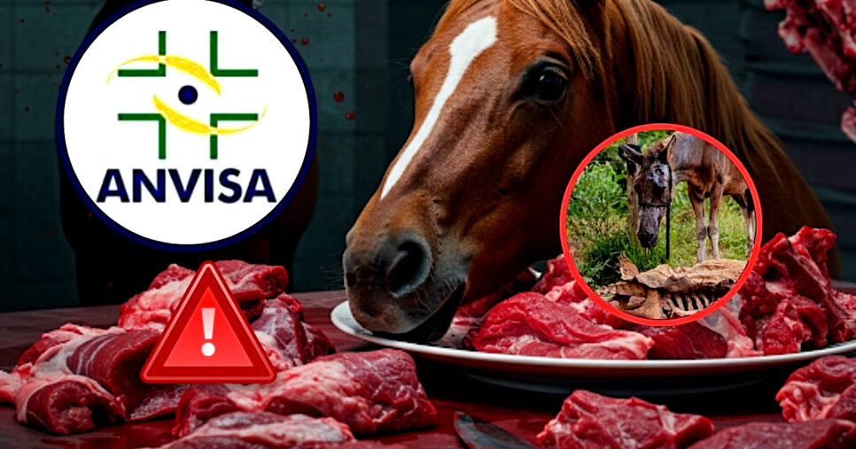 Venda de carne de cavalo em Anápolis, GO, chama atenção da ANVISA (Foto Reprodução/Montagem/Tv Foco/Canva/Lennita)