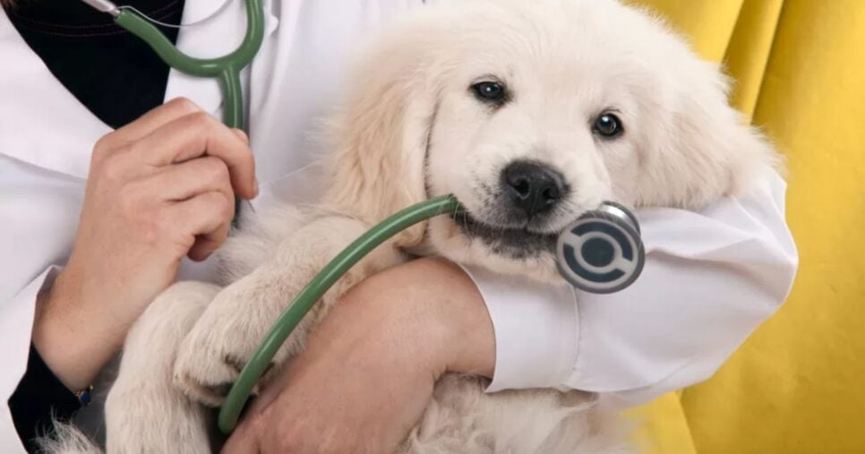 Os pets devem ficar em locais confortáveis e receberem o tratamento adequado (Foto: Reprodução/ Internet)