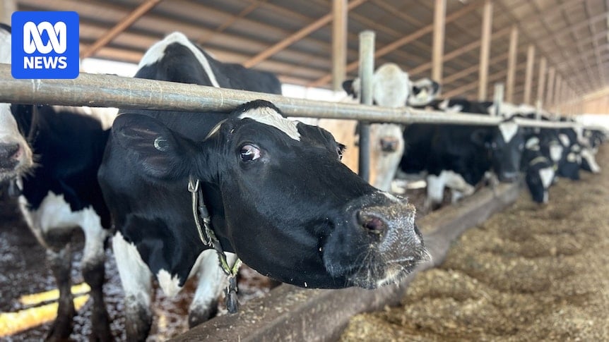 Prejuízo da Beston Global Food Company chegou a 48 bilhões de dólares (Foto Reprodução/ABC News)
