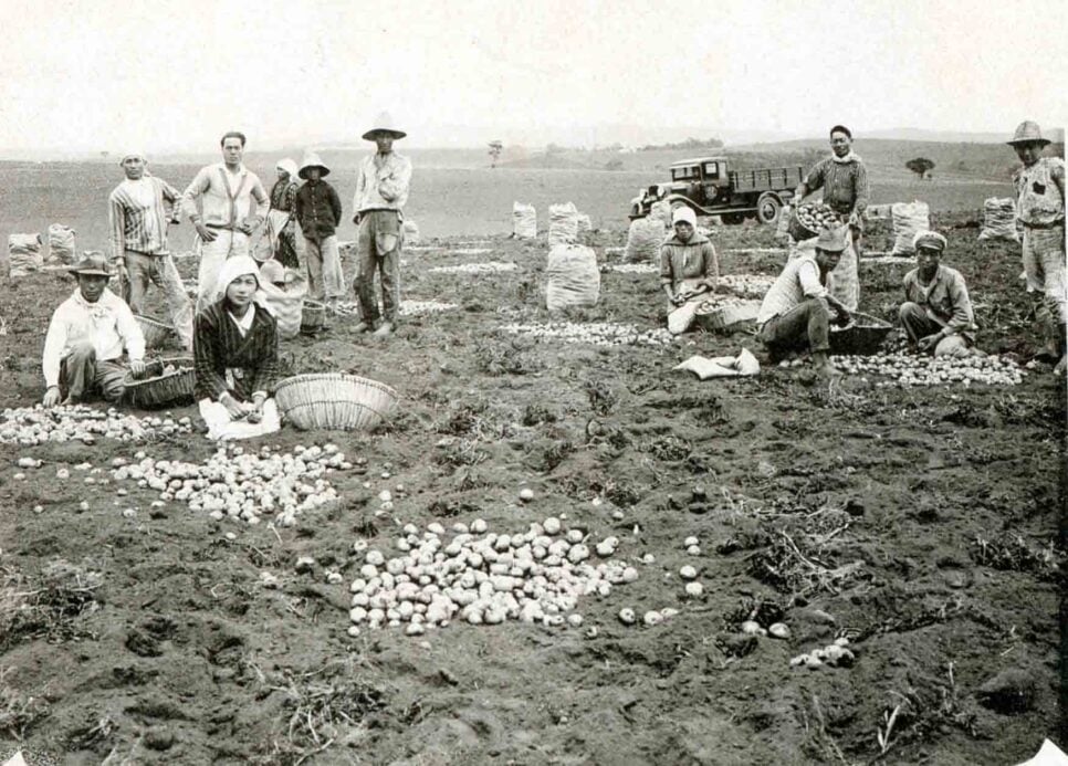 O cultivo de batata começou em Cotia e outras áreas nos arredores de São Paulo (foto: Acervo do Museu Histórico da Imigração Japonesa no Brasil)