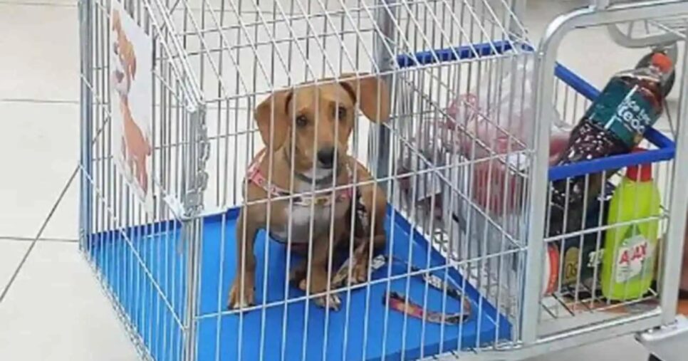 Cachorro em supermercado