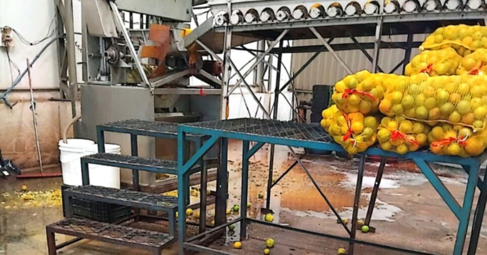 Frutas podres em meio a sadias, mal armazenadas e com lixo orgânico em volta (Foto Reprodução/Canal Rural)