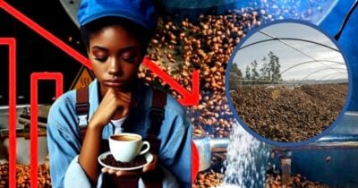 Gigante do café apela contra a falência (Foto Reprodução/Canva/Lennita/Tv Foco/AI)