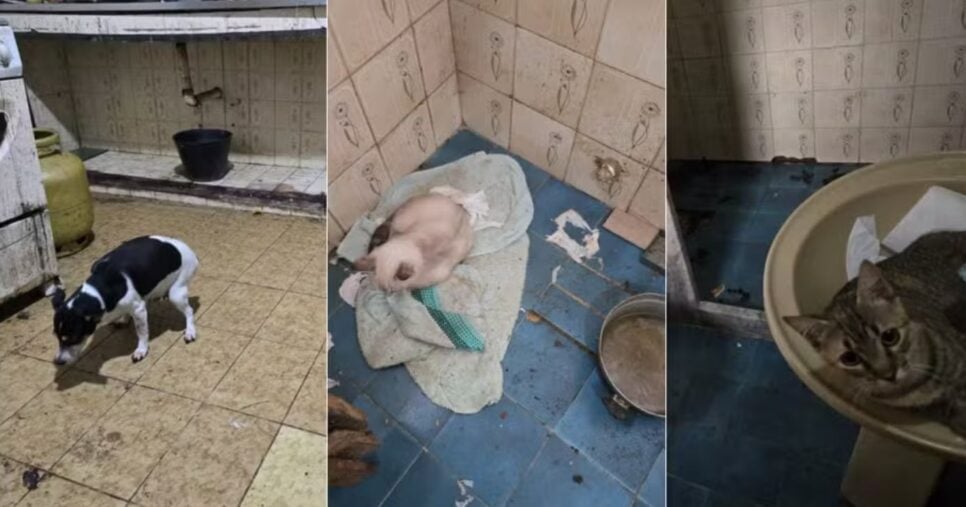 Animais vivos resgatados em situações insalubres (Foto Reprodução/Globo)