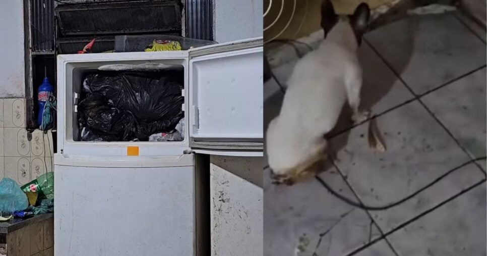 Carne de cachorro e animais mortos encontrados no freezer/Cachorro vivo sem as patas traseiras (Foto Reprodução/Montagem/Redes sociais/Globo)