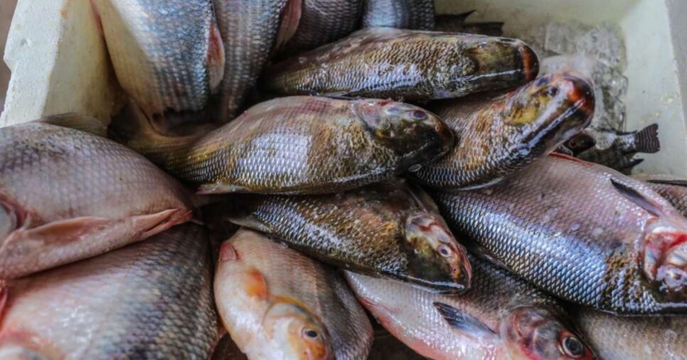 Peixes em São Luís, no Maranhão, poderiam causar sérios danos à saúde (Foto: Reprodução/ Internet)