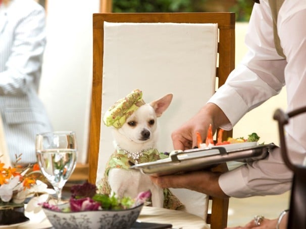 perdido-pra-cachorro