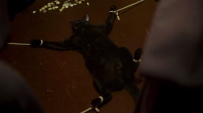 Gato preto é torturado em cena (Foto: Reprodução)