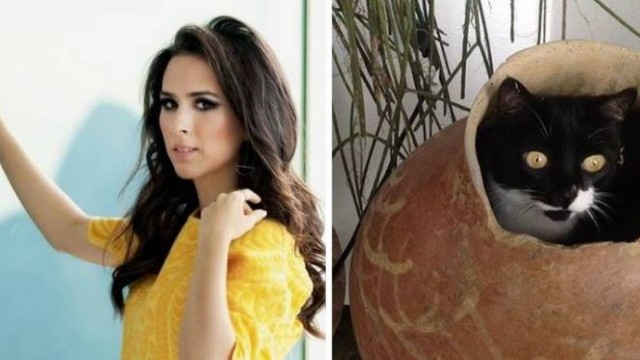 Tatá Werneck lamenta a morte de sua gata de 15 anos Foto: Montagem