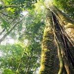 Floresta Amazônica servirá de cenário para nova série da Netflix na Colômbia. (Foto: Divulgação)