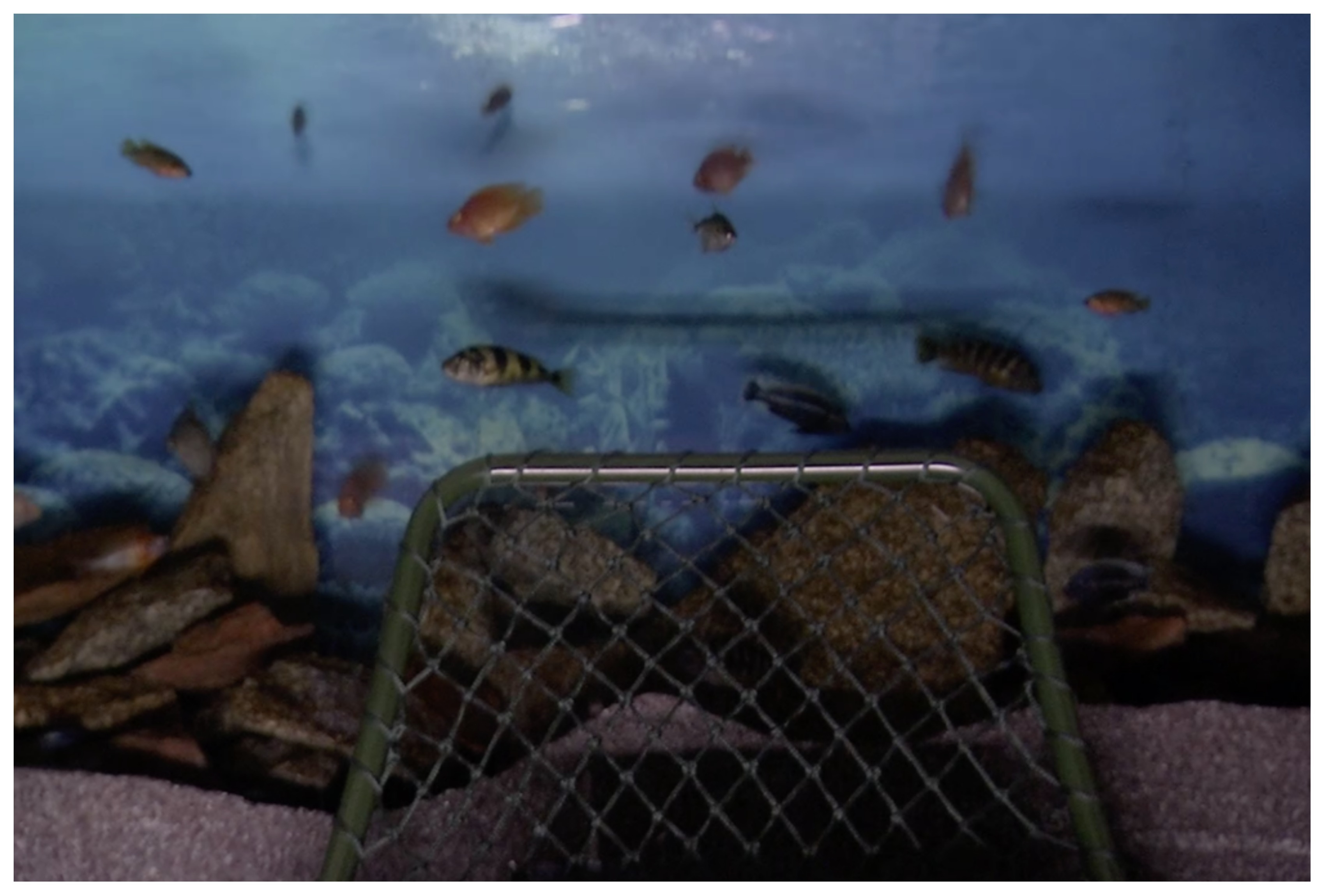 bbb18 http://tvfoco.uai.com.br/wp-content/uploads/2015/05/Daniela-Mercury.jpg