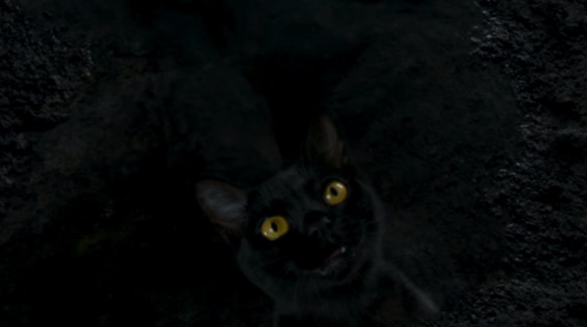 Gato preto faz parte da próxima novela das nove da Globo (Foto: Reprodução)