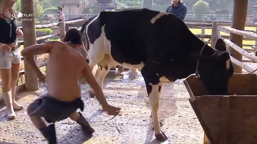 Rafael Ilha levou um coice da vaca