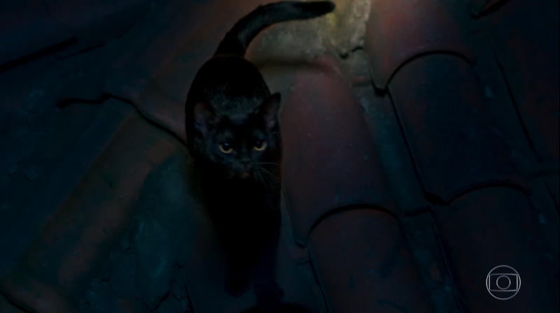 O gato León em O Sétimo Guardião (Foto: Reprodução/Globo)