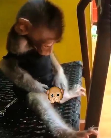 Imagem reprodução do vídeo do Macaquinho compartilhado pelo padre - Instagram