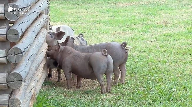 Andréa de Nóbrega é atacada por porquinhos dentro de A Fazenda 11 e clama desesperada por socorro (Reprodução: PlayPlus)