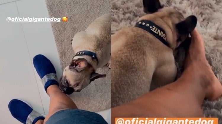Gigante, o cachorro de Léo Santana se acaba de lamber a perna do dono (Montagem: TV Foco)