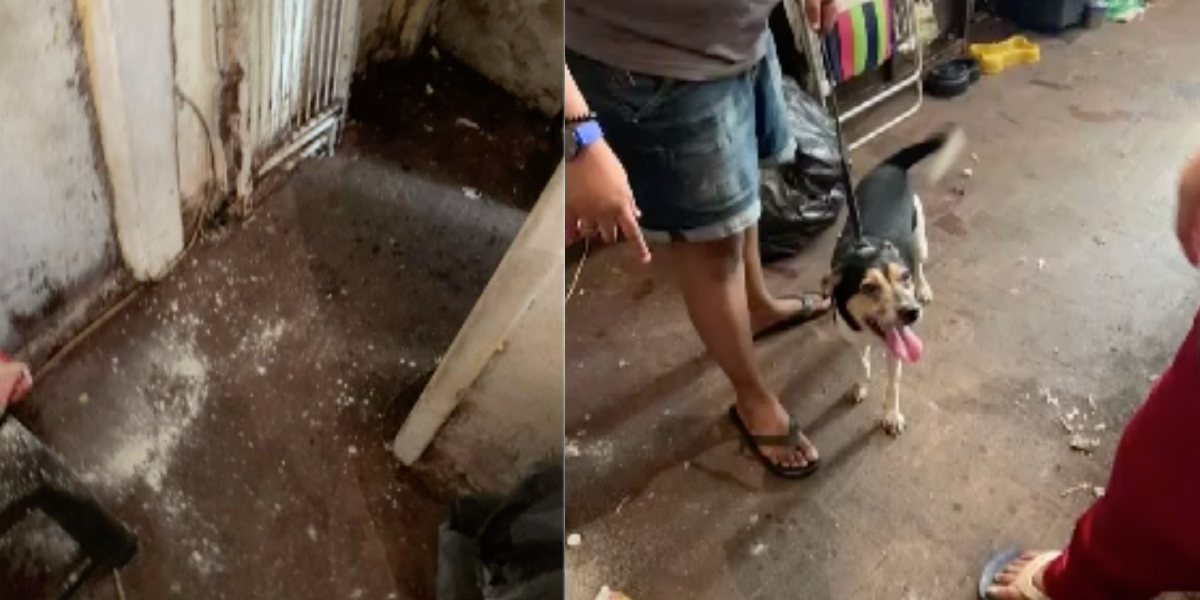 Casa da atriz (Fotos: Divulgação Vigilância Sanitária) 