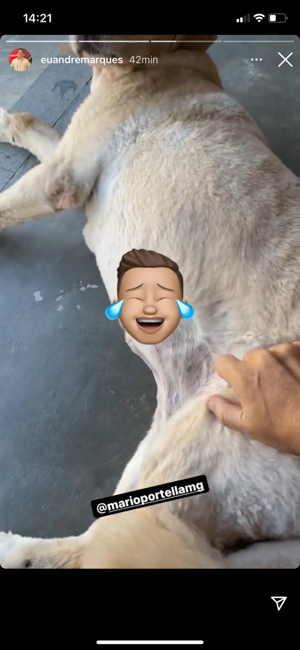 André Marques faz carinho em partes íntimas de animal (Reprodução)