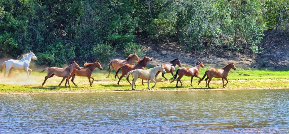 gravacoes-pantanal-mato-grosso-do-sul-foto-ruan-rocha-globo-3-