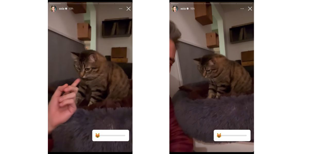 De acordo com Tiago Scheuer, gato é seu novo amigo (Reprodução)