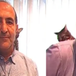 Apresentador é interrompido com tapa na cara de gato (Foto: Reprodução)