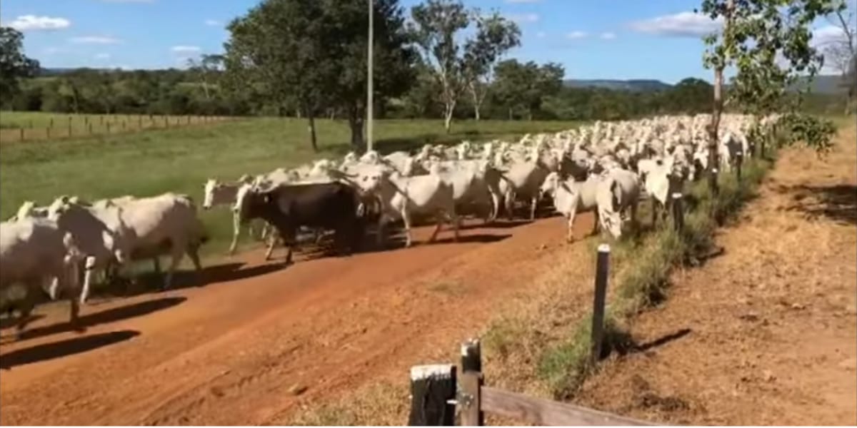 São mais de 600 cabeças de gado de uma raça nobre (Reprodução: Youtube)