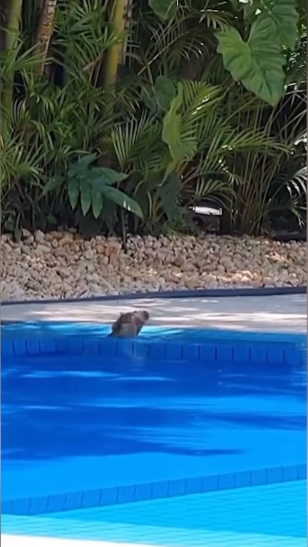 Nas redes sociais, Antônio Fagundes compartilha alguns momentos em sua mansão (Reprodução - Instagram)