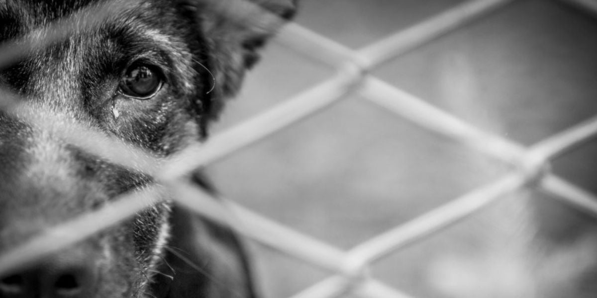 animais Prisão e proibição: A atualização feita em lei e levará muitos para trás das grades por este motivo - Foto: Reprodução