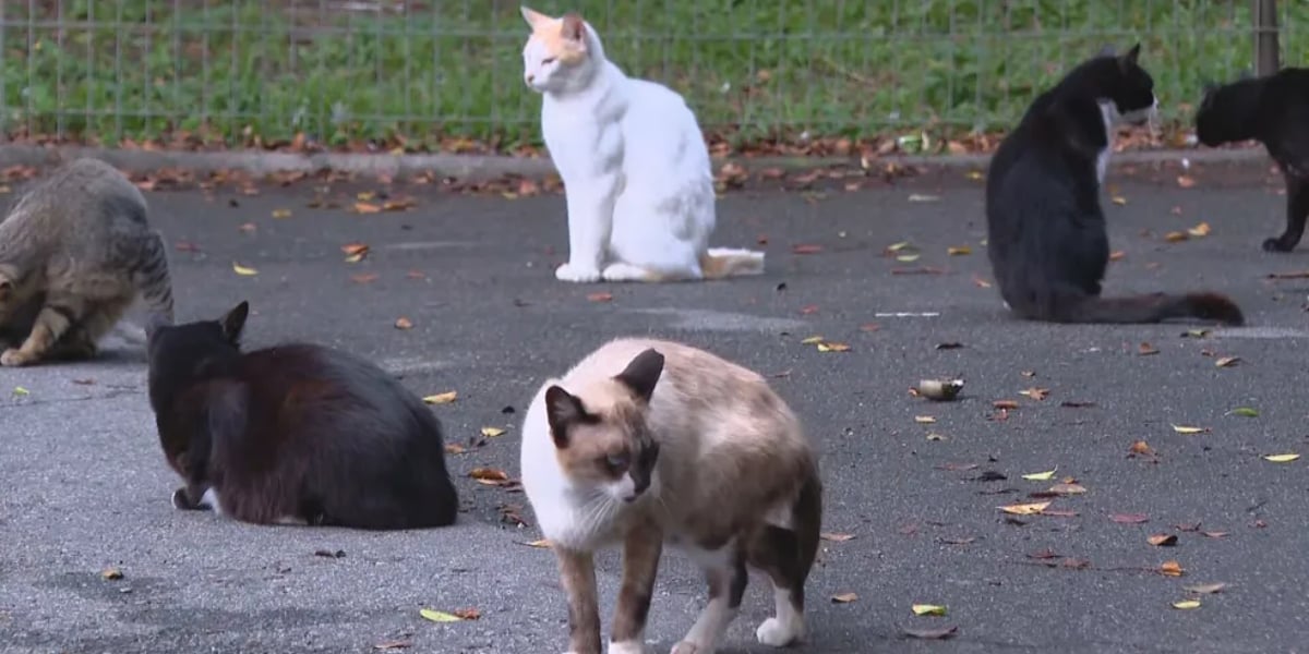 Maus-tratos contra animais virou lei (Foto: Reprodução/G1)