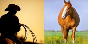 Sertanejo famoso teve relações com égua (Foto: Reprodução/ Internet)