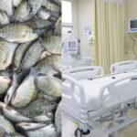 Peixes e cama de hospital (Fotos: Reproduções / Internet)