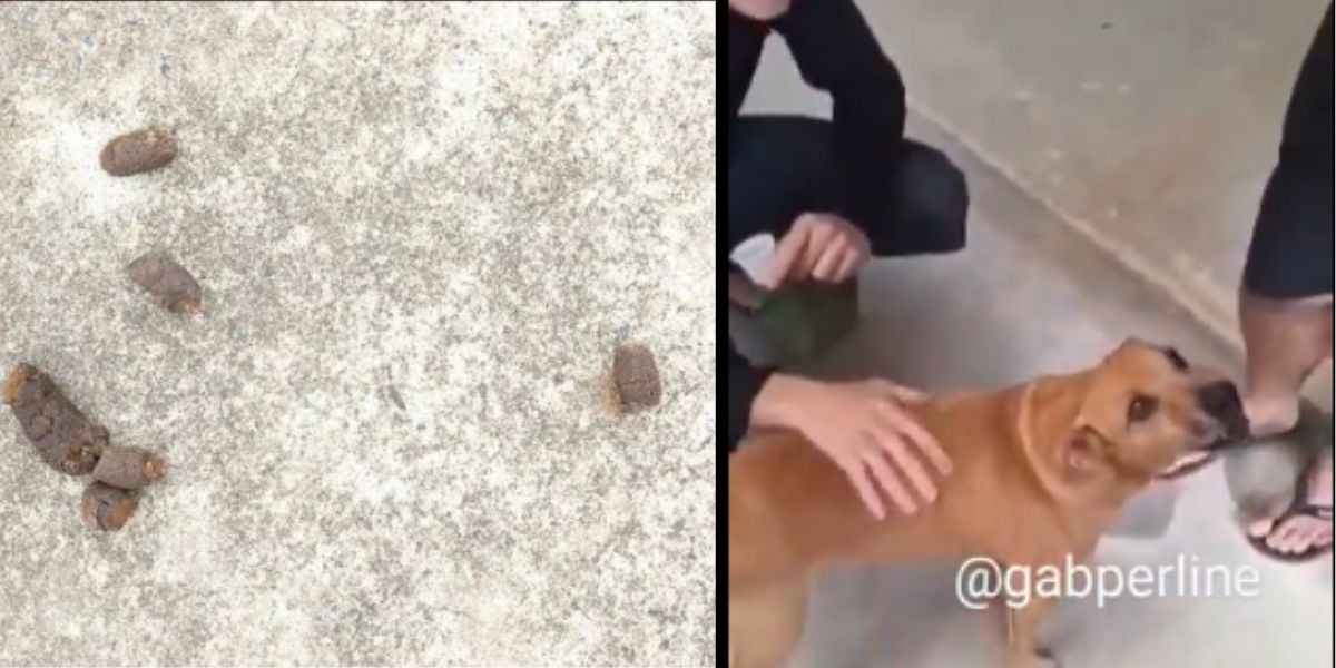 Fezes e cachorro (Foto: Reprodução / Gabriel Perline do IG)