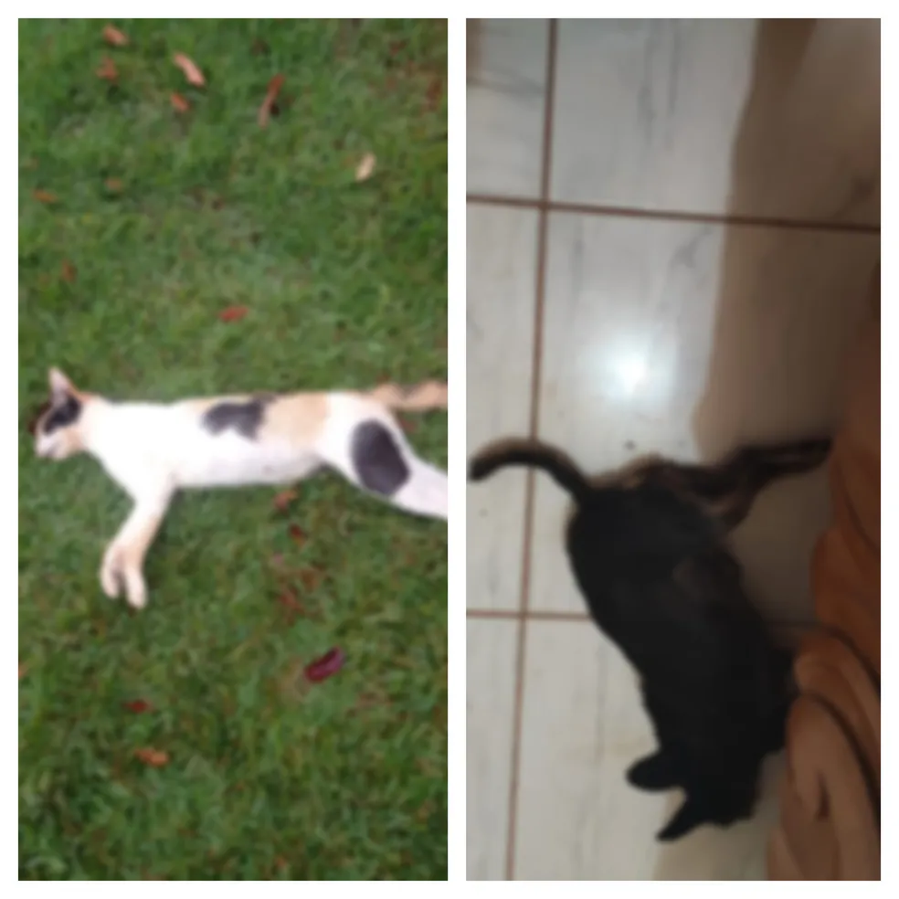 Gato e cachorro encontrados mortos ajudaram polícia a descobrir homicídio (Foto: Reprodução/ Internet)