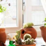 Cuidados especiais que você pode ter com suas plantas (Foto: Reprodução/ Internet)