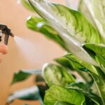 Conheça essa receitinha milagrosa e simples que vão transformar suas plantas (Foto: Internet)