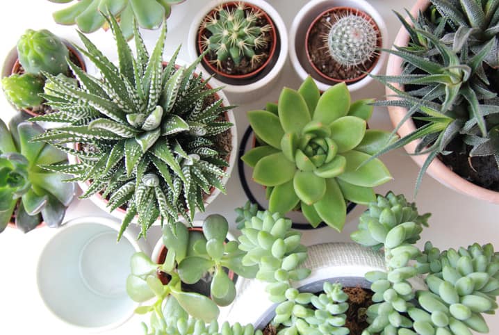 Cuidados especiais com suas plantas (Foto: Reprodução/ Internet)