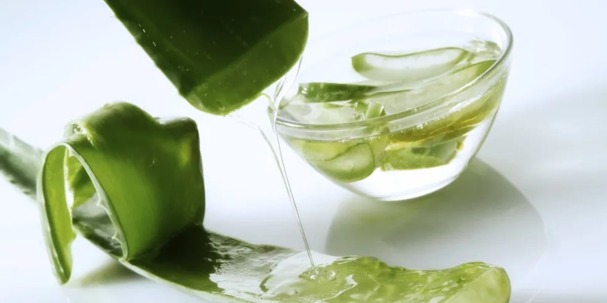 A babosa é um forte hidratante (Foto: Reprodução/ Internet)