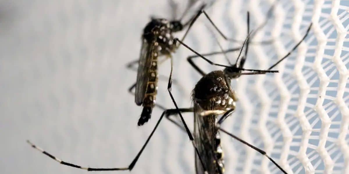 Jornal Nacional, William Bonner, dengue