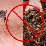 Mosquito da dengue / Baratas - Montagem TVFOCO