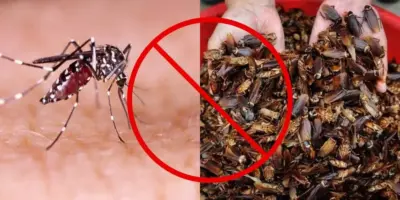 Baratas, formigas e até o mosquito da dengue exterminados: Receita da vovó acaba com as pragas em 5 passos