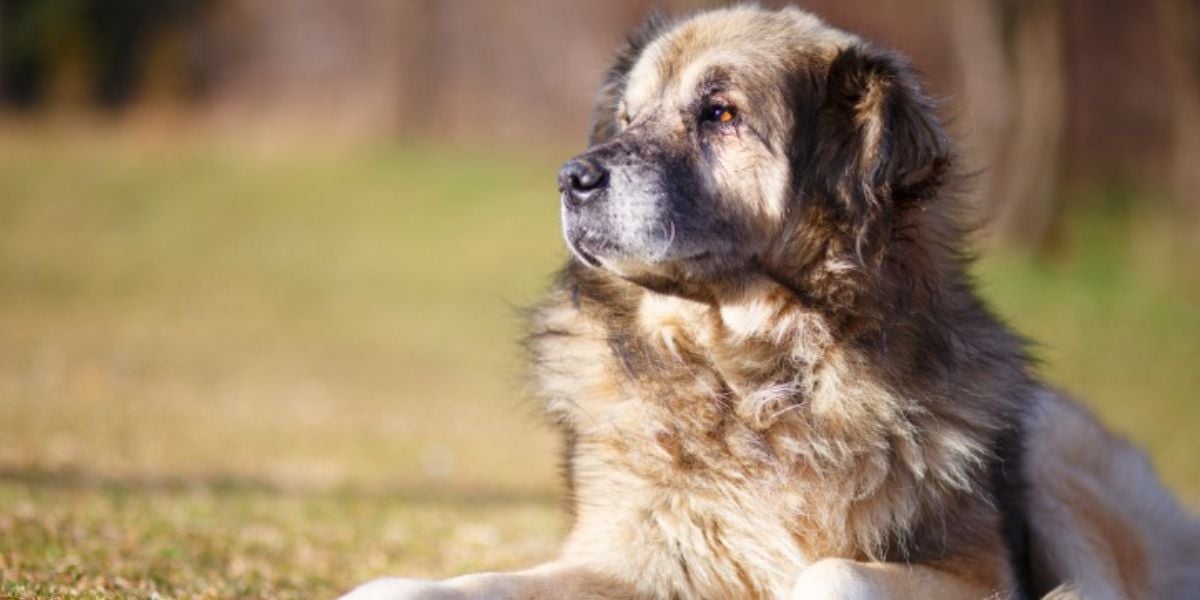 Buldogue do Alentejo (Foto: Reprodução / DeviAngelmkd / istock)