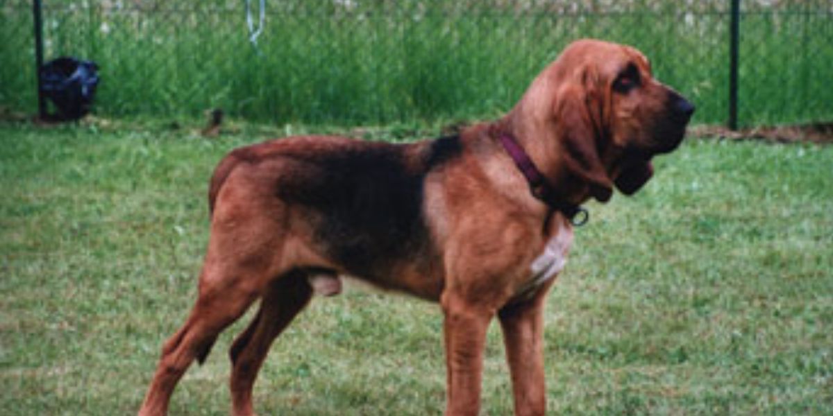 Cão de Santo Humberto (Foto: Reprodução / Internet) 