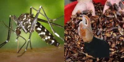 Infalível contra a dengue: Repelente mais potente do mundo detona mosquitos e baratas com só 4 ingredientes