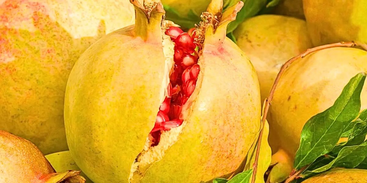 Romã Dourada (Foto: Reprodução / Internet) 