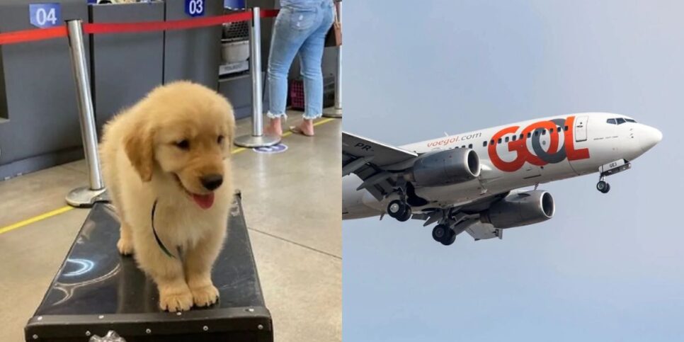 Cachorro é encontrado morto após engano de companhia aérea (Reprodução/G1)