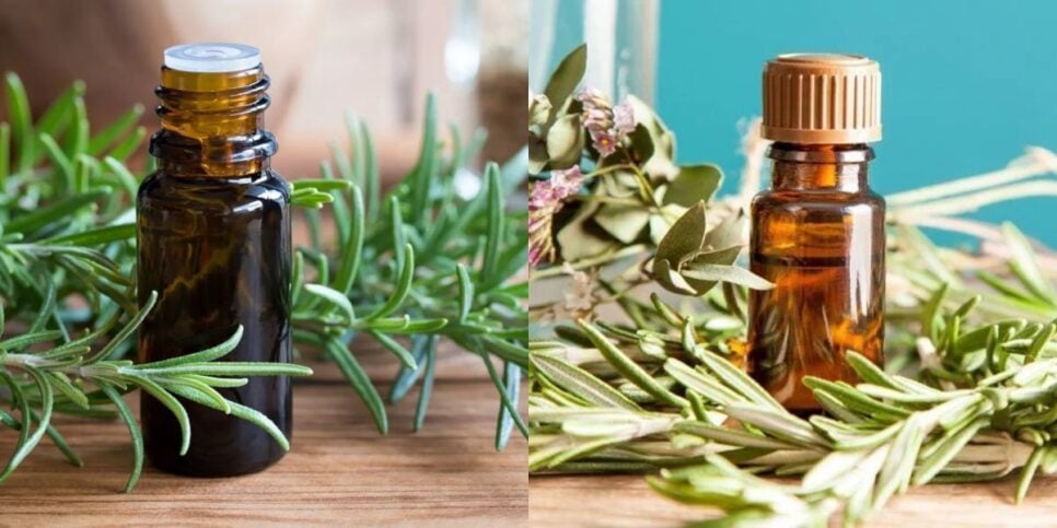 Óleo de alecrim ajuda a crescer o cabelo (Reprodução: Montagem TV Foco)