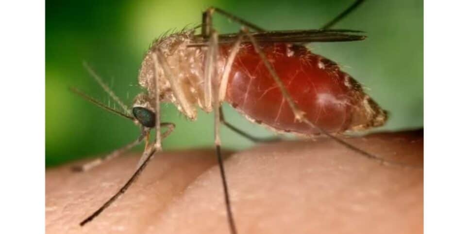 Mosquito que causa a febre oropouche (Foto: Reprodução / Sesab)