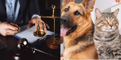 Proibição e mais 2 reviravoltas: Nova lei dos pets é aprovada na Câmara a brasileiros que têm cães e gatos
